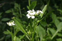 Rorippa dictyosperma