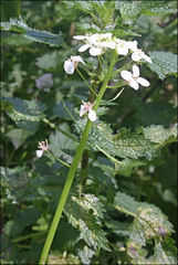 Rorippa dictyosperma