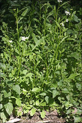 Rorippa dictyosperma