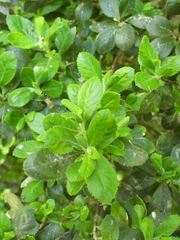 Escallonia pulverulenta