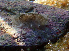 Dendrodoris grandiflora