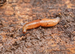 Argonemertes australiensis