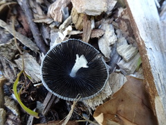 Coprinopsis
