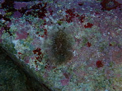 Dendrodoris grandiflora