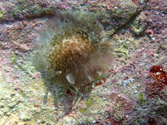 Dendrodoris grandiflora