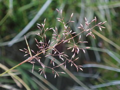 Agrostis rupestris