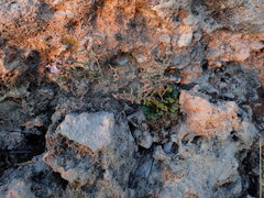 Limonium cancellatum
