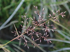 Agrostis rupestris