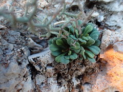 Limonium cancellatum