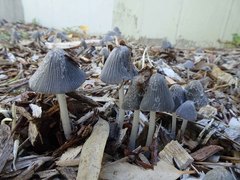 Coprinopsis
