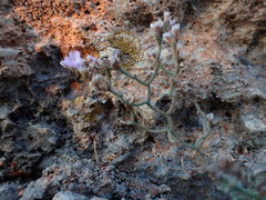 Limonium cancellatum