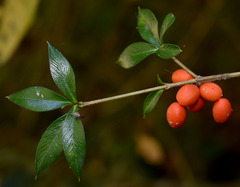 Alyxia oblongata