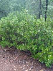 Notholithocarpus densiflorus echinoides