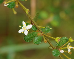 Asterolasia asteriscophora albiflora