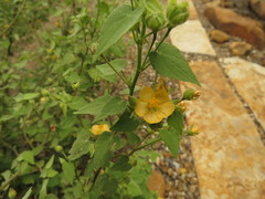 Abutilon viscosum