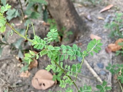 Phyllanthus urinaria