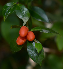 Alyxia oblongata