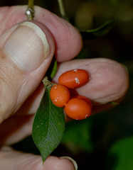 Alyxia oblongata