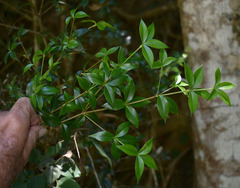 Alyxia oblongata