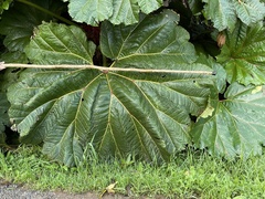 Gunnera insignis