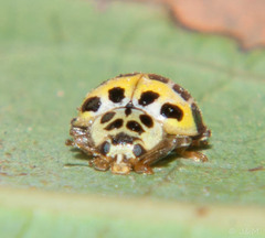 Psyllobora variegata