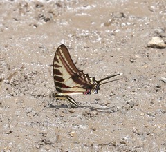 Eurytides philolaus xanticles