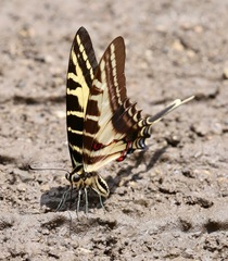 Eurytides philolaus xanticles