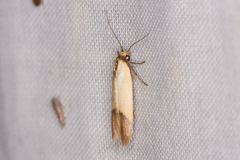 Tachystola stenoptera