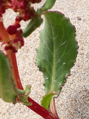 Rumex maricola