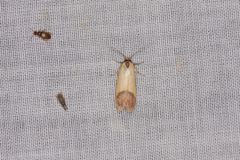 Tachystola stenoptera