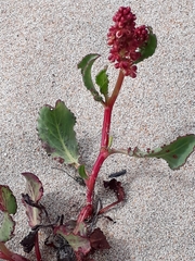 Rumex maricola