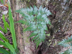 Davallia fejeensis