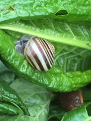 Cepaea hortensis