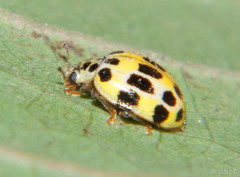 Psyllobora variegata