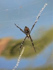 Argiope radon