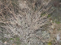 Gypsophila struthium