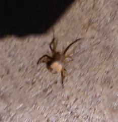 Araneus pegnia