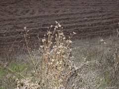 Gypsophila struthium