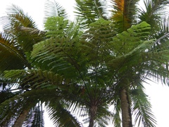 Cyathea lunulata