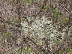 Teucrium gnaphalodes
