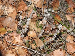 Sideritis hirsuta