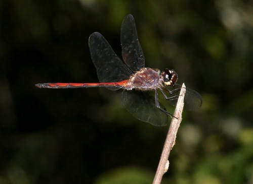Orthemis levis