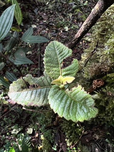 Weinmannia rollottii (Weinmannia rollottii)
