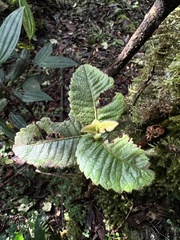 Weinmannia rollottii