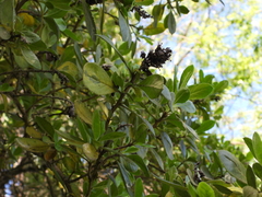 Escallonia pulverulenta