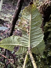 Weinmannia rollottii