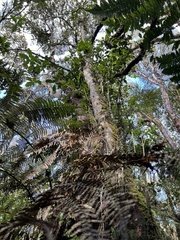 Weinmannia rollottii