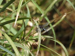 Erythrodiplax basifusca