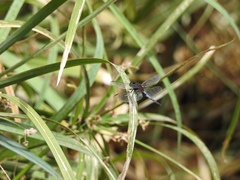 Erythrodiplax basifusca