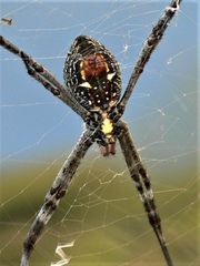 Argiope radon